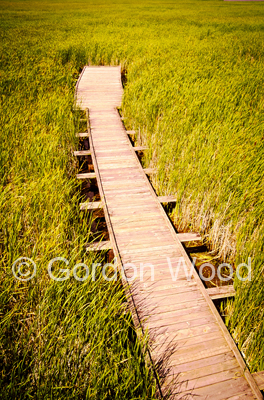 Boardwalk in Marsh in Point Pelee National Park